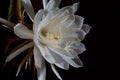 Night Blooming Cereus Royalty Free Stock Photo