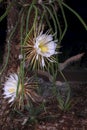 Night-blooming Cereus With Newly Formed Buds, And Near Bloom Buds, And Cactus Vines Royalty Free Stock Photo