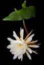 Night-blooming cereus, Princess of the Night flower with Leaves Royalty Free Stock Photo