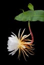 Night-blooming cereus, Princess of the Night flower with Leaves Royalty Free Stock Photo