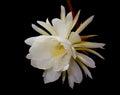 Night-blooming cereus, Princess of the Night Flower Royalty Free Stock Photo