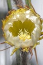 Night-blooming Cereus In The Process Of Opening