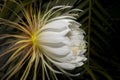 Night-blooming Cereus, Side View