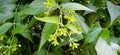 Nyctanthes arbortristis night blooming harsingar beautiful flower buds