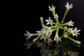 Night-blooming jasmine or Cestrum nocturnum flowers isolated on black background Royalty Free Stock Photo