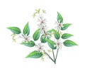 Night Blooming Jasmine on A White Background Royalty Free Stock Photo