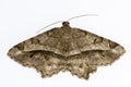 Night butterflies with a white background.