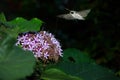 Night butterfly Royalty Free Stock Photo