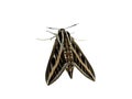 Night butterfly Royalty Free Stock Photo