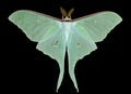 Night butterfly (Actias artemis) 17