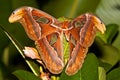 Night butterfly Atlas moth or Attacus atlas the biggest butterfly, Thailand Royalty Free Stock Photo