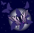 Night butterfly background Royalty Free Stock Photo