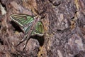 Night butterfly, beautiful Elizabethan butterfly. Insect in nature.