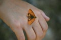 Night butterfly disoriented with a split antenna  orange brown color and black dots. Royalty Free Stock Photo