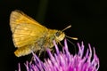 Night butterfly is drinking nectar Royalty Free Stock Photo