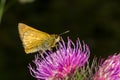 Night butterfly is drinking nectar Royalty Free Stock Photo