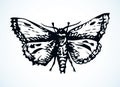 Night butterfly. Vector drawing icon Royalty Free Stock Photo