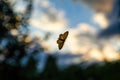 Night butterfly on a windowpane Royalty Free Stock Photo