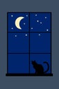 Night cat