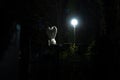 Night cemetery scene with marble statue of angel in lantern light, dusk black environment