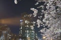 Night cityscape with cherry blossom park and building background. Vancouver BC Canada