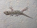 Night, Close-up view of a gecko on the wall