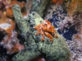 Cryptic teardrop crab, Pelia mutica