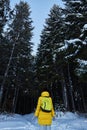 Night in a dark forest, girl walk in the woods before Christmas. New year, covered in snow. Spruce trees pine trees covered with s Royalty Free Stock Photo