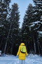 Night in a dark forest, girl walk in the woods before Christmas. New year, covered in snow. Spruce trees pine trees covered with s Royalty Free Stock Photo