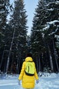 Night in a dark forest, girl walk in the woods before Christmas. New year, covered in snow. Spruce trees pine trees covered with s Royalty Free Stock Photo