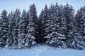 Night in a dark forest, a walk in the woods before Christmas. New year, covered in snow. Spruce trees pine trees covered with snow Royalty Free Stock Photo