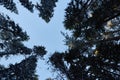 Night in a dark forest, a walk in the woods before Christmas. New year, covered in snow. Spruce trees pine trees covered with snow Royalty Free Stock Photo