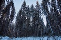 Night in a dark forest, a walk in the woods before Christmas. New year, covered in snow. Spruce trees pine trees covered with snow Royalty Free Stock Photo