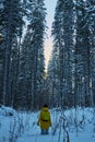 Night in a dark forest, a walk in the woods before Christmas. New year, covered in snow. Spruce trees pine trees covered with snow Royalty Free Stock Photo