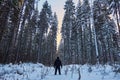 Night in a dark forest, a walk in the woods before Christmas. New year, covered in snow. Spruce trees pine trees covered with snow Royalty Free Stock Photo