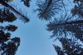 Night in a dark forest, a walk in the woods before Christmas. New year, covered in snow. Spruce trees pine trees covered with snow Royalty Free Stock Photo