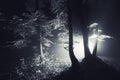 Night in a dark mysterious forest with fog and light