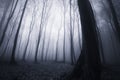 Night in a dark mysterious haunted forest with fog Royalty Free Stock Photo