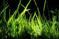 Night dew on the grass Royalty Free Stock Photo