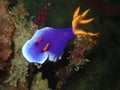 Closeup with nudibranch during the night dive in Sabah, Borneo. Royalty Free Stock Photo