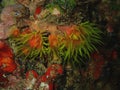 Closeup with soft coral during the night dive in Sabah, Borneo. Royalty Free Stock Photo