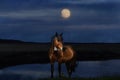 Night dramatic photo. Horse by the lake and full moon in the sky. Dramatic sky with clouds. Royalty Free Stock Photo