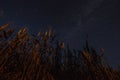 Night field ripened at night and night sky with milky way