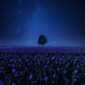 Night field of tulips and lonely tree Royalty Free Stock Photo