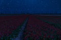 Night field of tulips and stars in sky Royalty Free Stock Photo