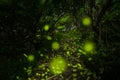 At night, fireflies flitted around the trails in the mountains. Royalty Free Stock Photo