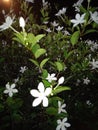 Night flower beauty natural white cold Royalty Free Stock Photo