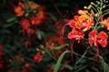 Night flower bloom in dubai street