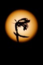 The night flower on full moon background.