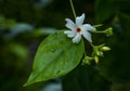 The night flowering with buds.